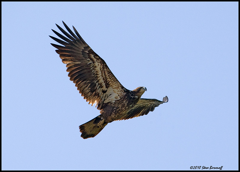 _0SB9096 immature american bald eagle.jpg